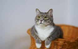 20 atemberaubende Katzenfotografietipps für Anfänger