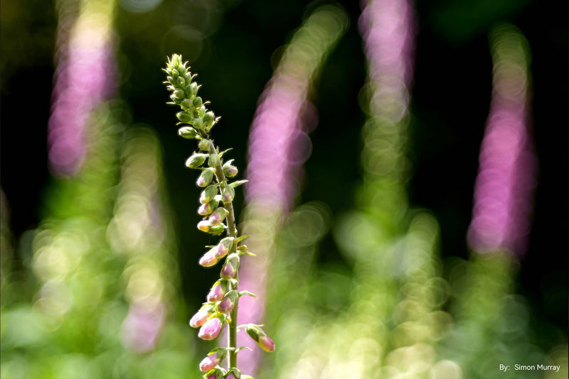 TTArtisan 100mm F2,8 Bubble-Bokeh-Objektiv für M42 und Leica M-Mount Kameras